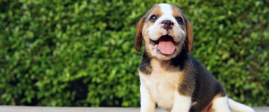 Bulldog Puppies: Health and Care Guide